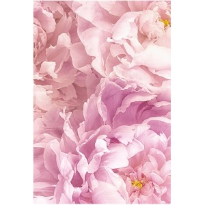 Komar Wandbild Soave (50x70 cm) mit zarten, rosa Blüten als Detailaufnahme.
