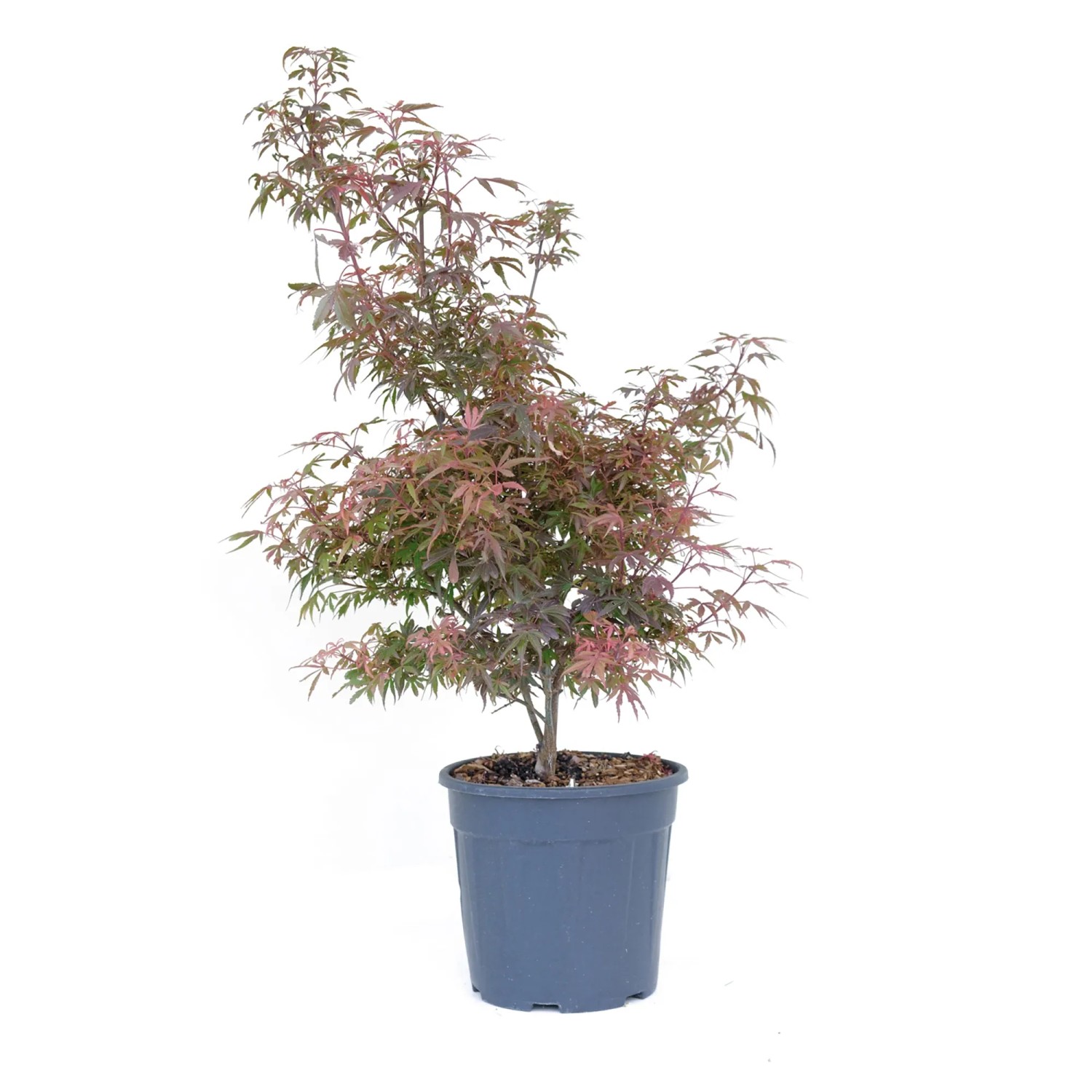 GROW by OBI Ahorn Hhe ca. 80 cm Topf ca. 10 l Acer palmatum Shaina kaufen  bei OBI