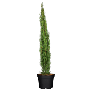 Säulen-Zypresse Totem im Topf, ca. 80 cm hoch, immergrüne Solitärpflanze von GROW by OBI.