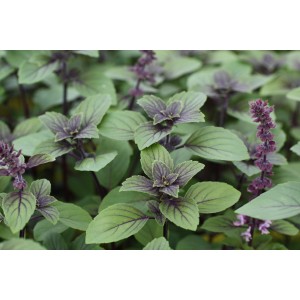 Blu Bio-Strauchbasilikum (Ocimum) mit grünen Blättern und violetten Blüten.