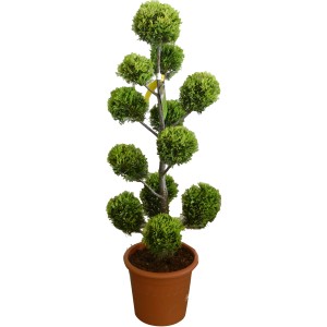 Gelbe Leyland-Zypresse 'Castlewelland Gold' im Topf, ca. 60cm hoch.