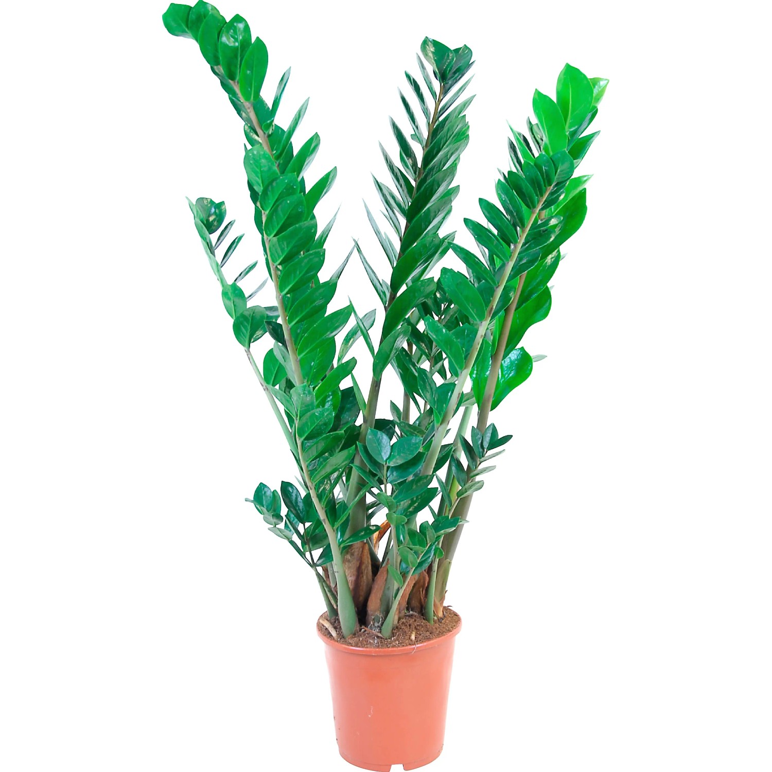GROW by OBI Zamioculcas Topf  ca. 21 cm kaufen bei OBI