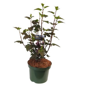 Blasenspiere Diabolo im Topf, ca. 20-30 cm hoch, mit dunkelrotem Laub.