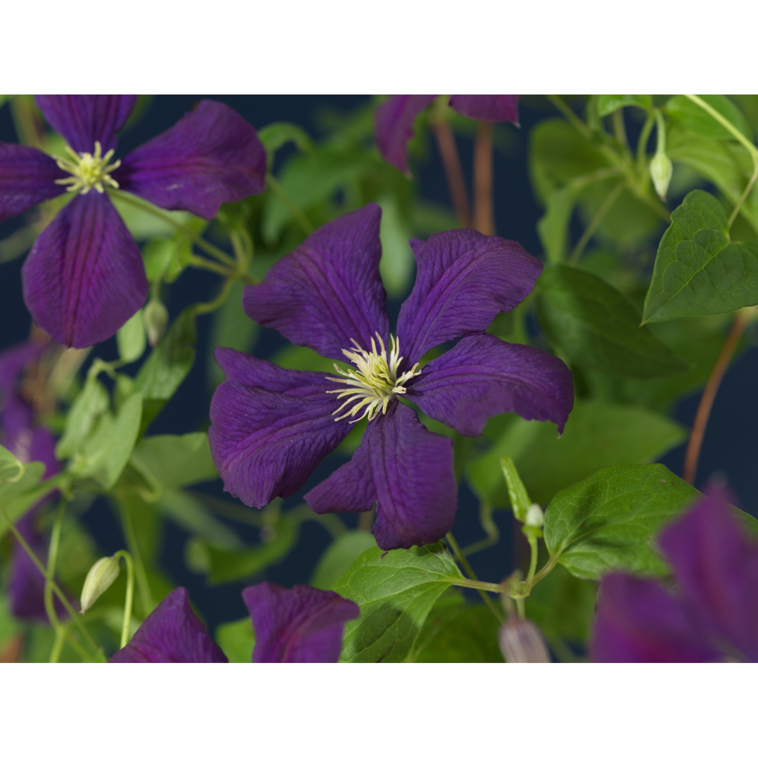 Waldrebe "Etoile" Violett Höhe 60 80 cm Topf ca. 1,5 l Clematis