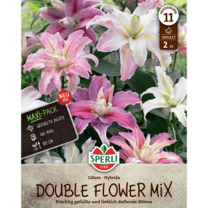 Sperli Gefülltes Lilienduo: Rosa und weiße Lilienblüten im Maxi-Pack für Garten und Kübel.