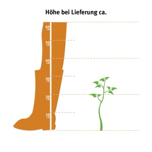 Illustration: Japanischer Spindelstrauch (Euonymus) - Höhe bei Lieferung ca. 20-30cm.
