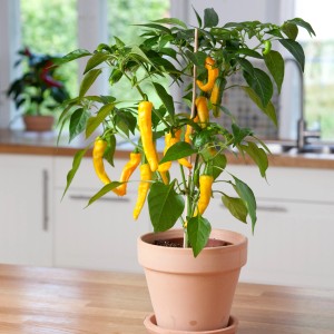 Blu Bio-Chili Lemon Drop Pflanze im Topf mit gelben, länglichen Chilis und grünen Blättern.