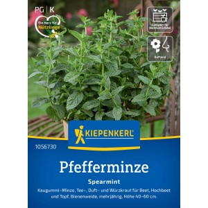 Kiepenkerl Pfefferminze Spearmint im Topf, grüne Blätter. Duftendes Kraut für Beet, Topf und Hochbeet.