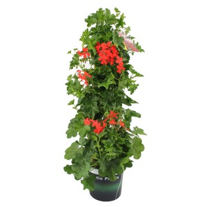 Blühende, rote GROW by OBI Geranie im Topf, ca. 75-85 cm hoch.