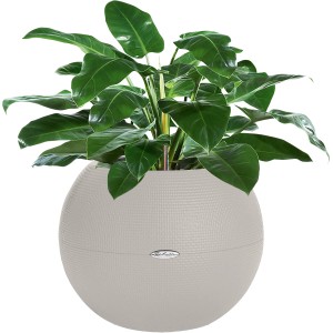 Lechuza Übertopf Puro, sandbraun, Ø 50 cm, mit Pflanze. Kugelrunder Blumentopf mit Bewässerungssystem.