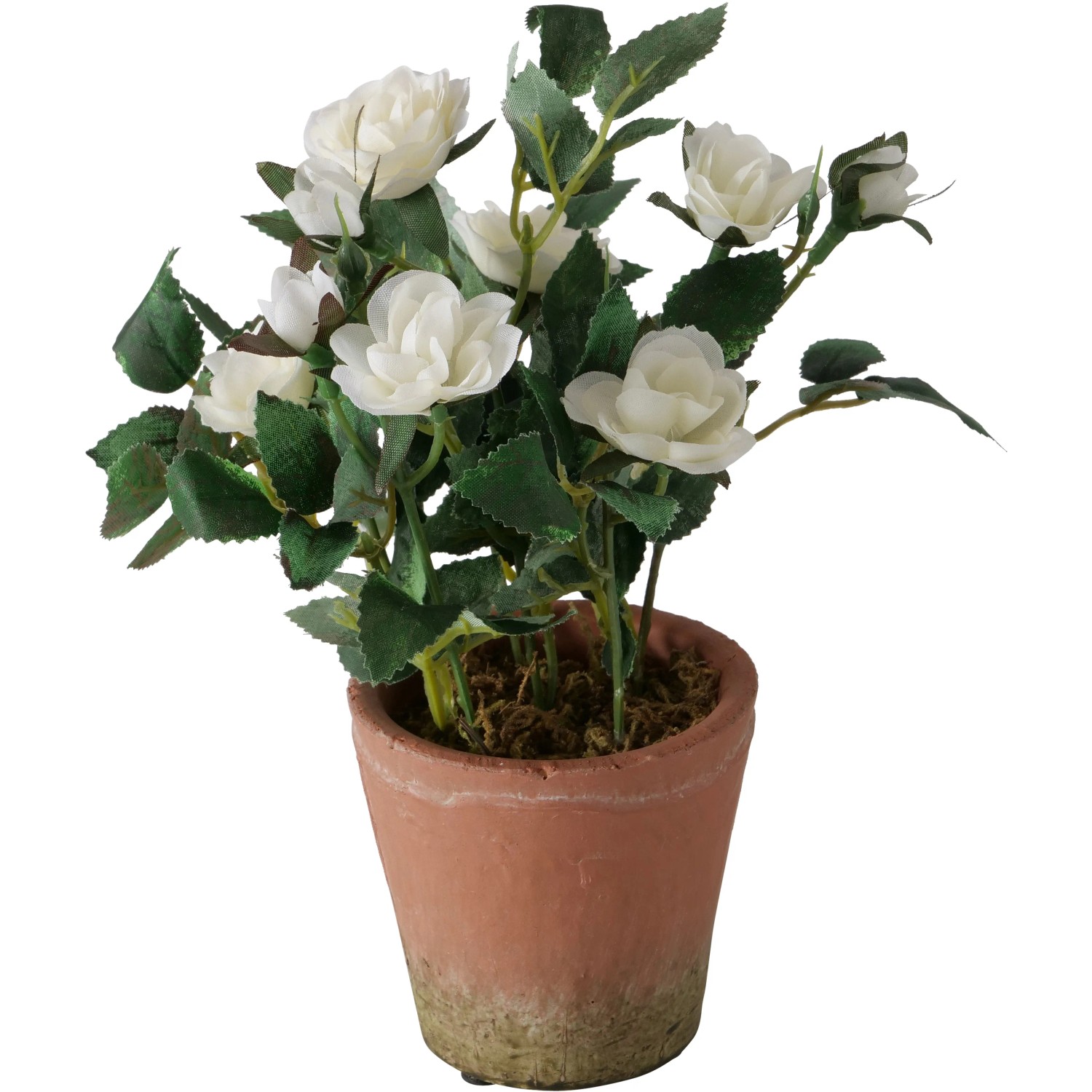 Boltze Topfpflanze Rose 24 cm x  18 cm Wei kaufen bei OBI