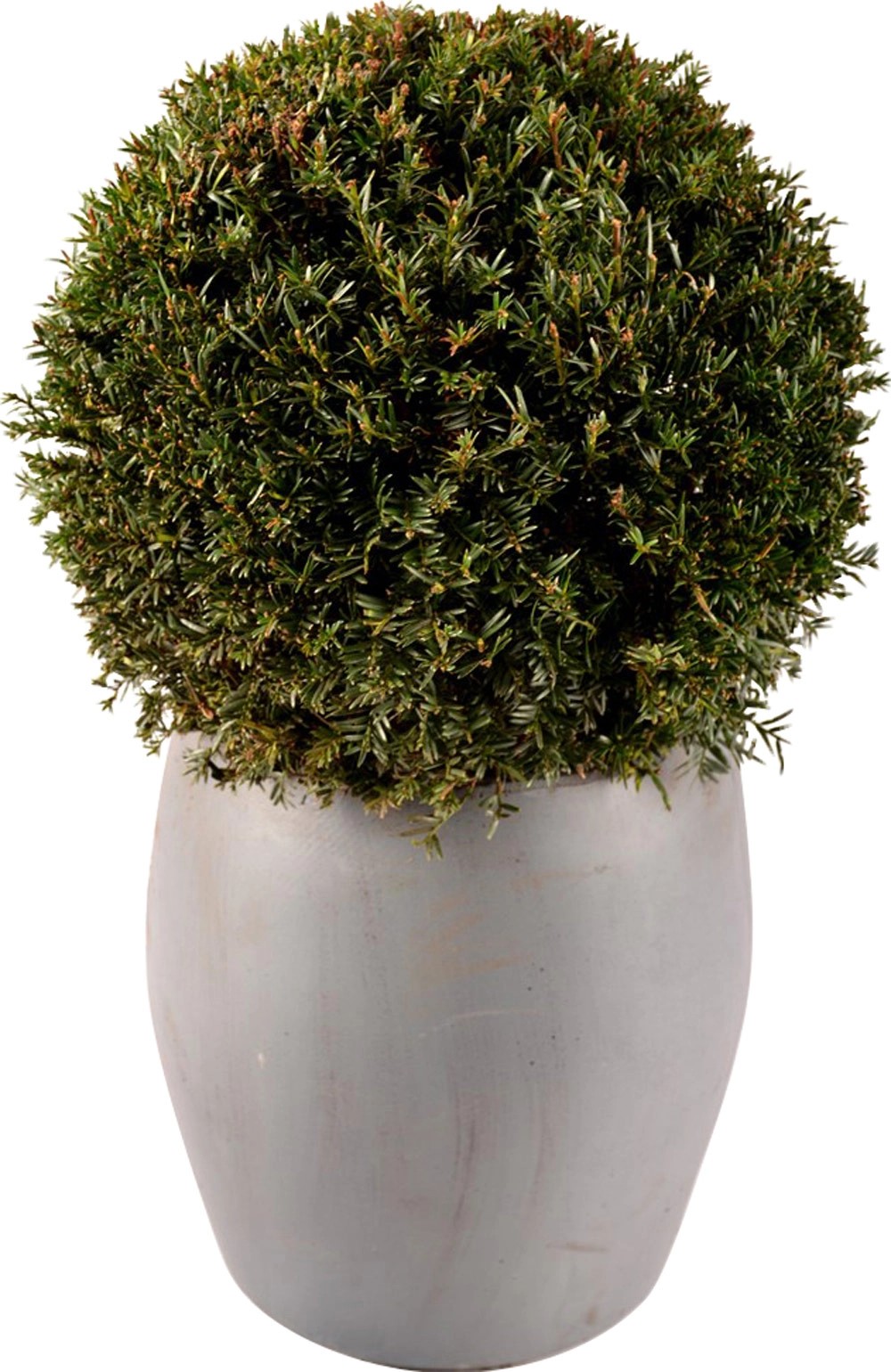 Eibe im Ø ca. 26 cm Taxus kaufen bei OBI