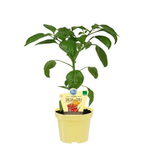 Blu Bio-Salsa-Chili Jolokia im Topf, ca. 12 cm. Fruchtgemüse für scharfe Salsas und Dips.