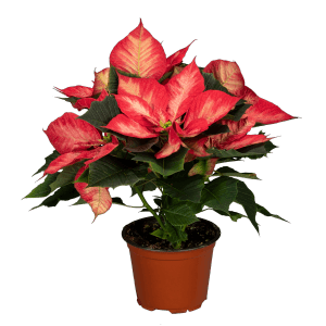 GROW by OBI Weihnachtsstern Princess/Ice Chrystal 5-7 Brakteen Topf-Ø 13cm