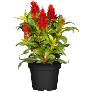 GROW by OBI Federbusch Rot im Topf, Celosia Kelos Fire, leuchtend rote Blüten.