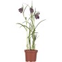 Schachbrettblume (Fritillaria meleagris) im Topf, ca. 12 cm Ø, mit charakteristischen, gemusterten Blüten.