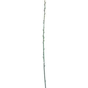 Deko Weidenkätzchen Zweig, 100 cm, für frühlingshafte Dekoration.