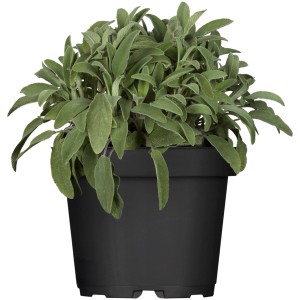 Garten-Salbei (Salvia) im Topf, ca. 12 cm Ø. Vielseitig verwendbares Küchenkraut.