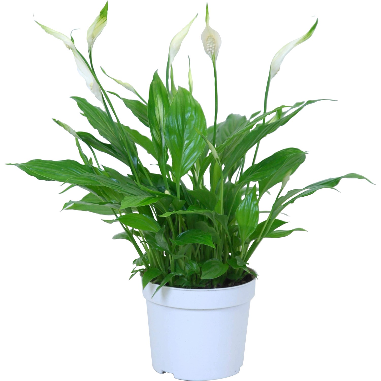 Einblatt Spathiphyllum Bellini - Luftreinigende Zimmerpflanze Mit Weißen Blüten 100cm