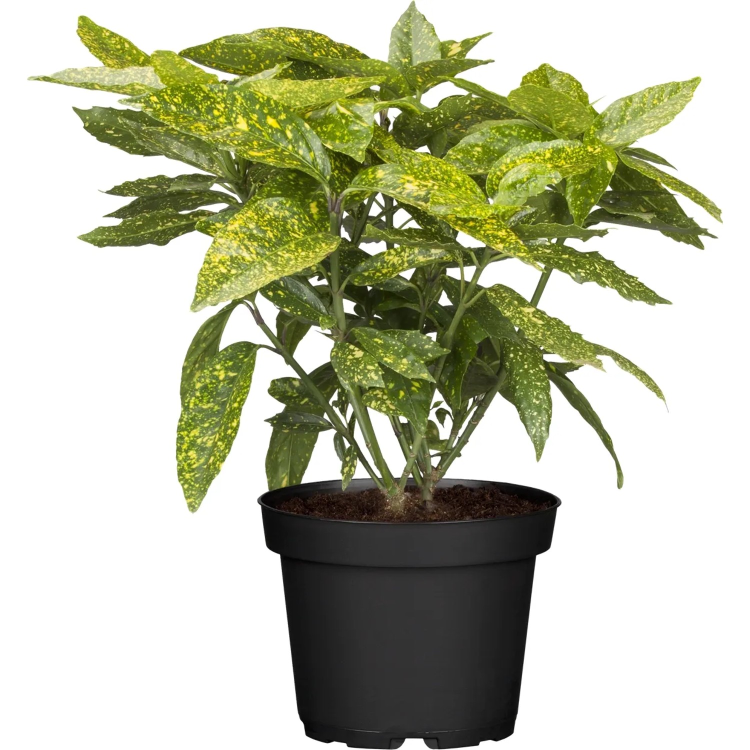 OBI Japanische Aucube "Variegata" Hhe ca. 30 - 40 cm Topf ca. 4 l Aucuba  kaufen bei OBI