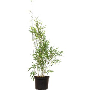 Fontänenbambus Set à 80 Stück Höhe ca. 80 - 100 cm Fargesia nitida