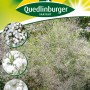 Quedlinburger Stauden-Schleierkraut Weiß, Blumensamen für Beet und Rabatten.