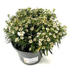 Immergrüne Schleifenblume Jumbo im Topf, weiße Blüten, grüne Blätter. Stauden für den Garten von OBI.