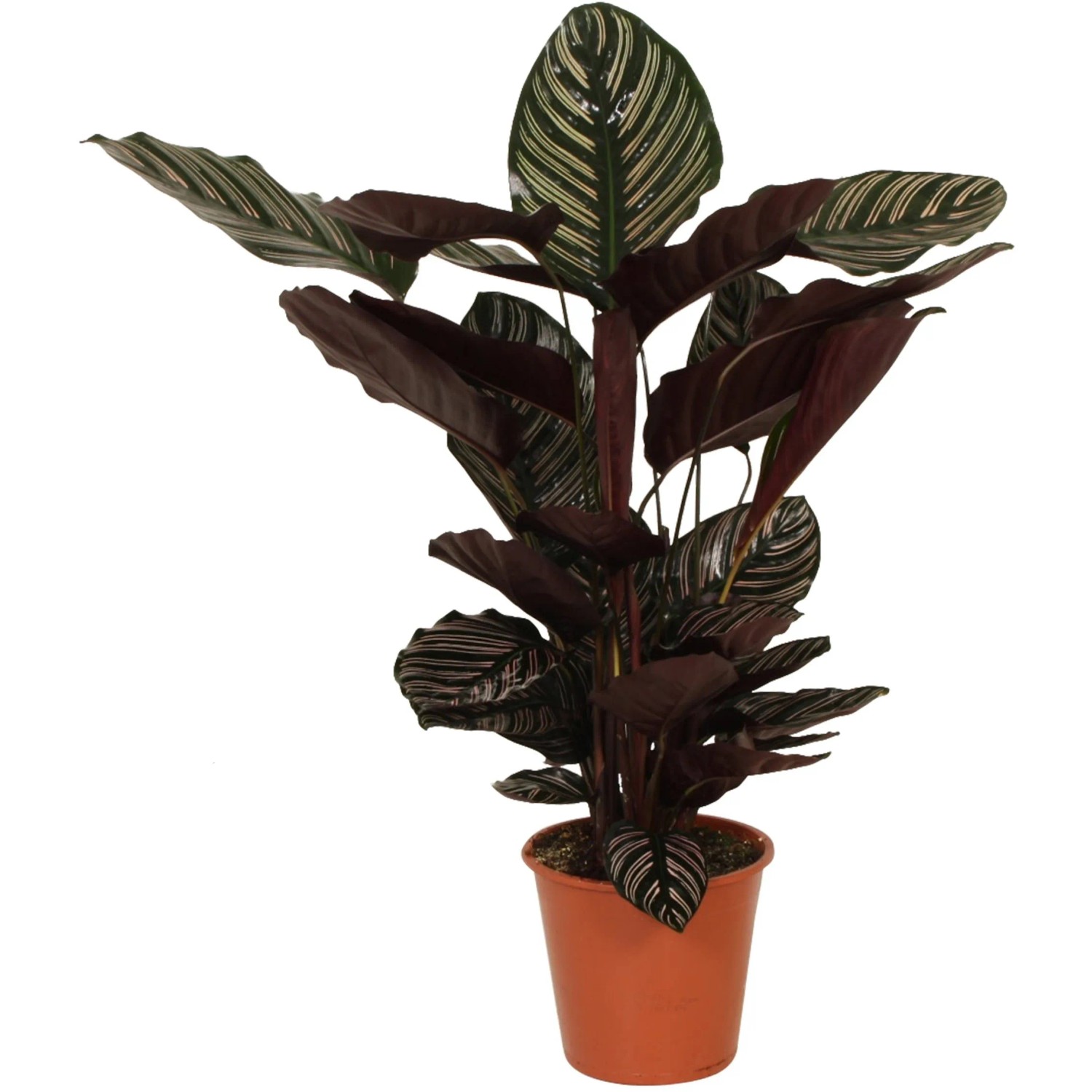 GROW by OBI Korbmarante "Ornata" Hhe 70-85 cm Topf- ca. 19 cm kaufen bei  OBI