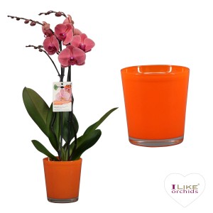 GROW by OBI Schmetterlingsorchidee im Glas-Gefäß Höhe 55-70 cm Topf-Ø ca. 12 cm