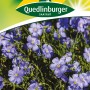 Quedlinburger Stauden-Lein Blau, Samen für blaue, mehrjährige Wildpflanzen.