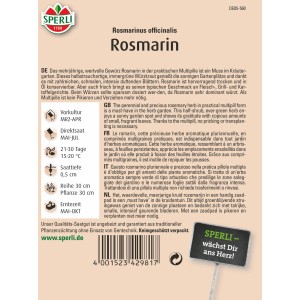 Sperli Rosmarin "SimplyHerbs" Multipille: Mehrjähriges Würzkraut für Beet und Topf.