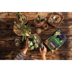 Anwendung von Lechuza Cactus Pon Pflanzsubstrat für Kakteen, 6 l Sack im Bild.