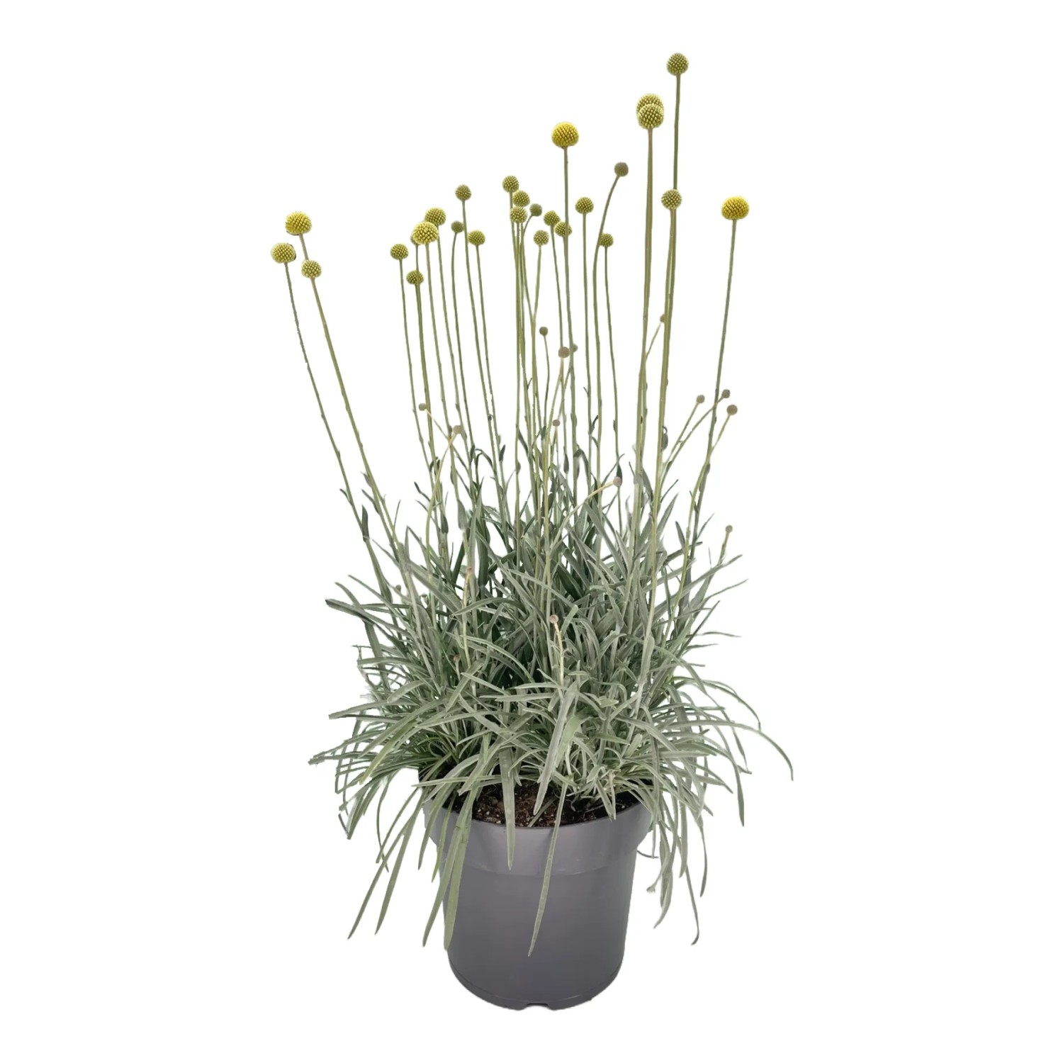 GROW by OBI Trommelstöckchen Höhe 80 cm Topf-Ø 27 cm Craspedia globosa kaufen bei OBI