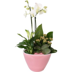 Pflanzen-Arrangement mit Orchidee, Einblatt und Flammendem Käthchen im rosa Keramiktopf.