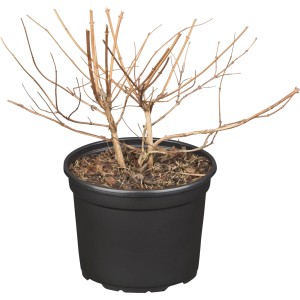 Sternchenstrauch 'Strawberry Field' im Topf, ohne Blätter. Deutzie für Garten und Hecke.