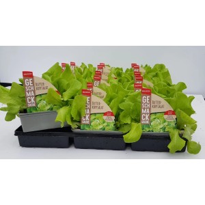 6er Schale GROW by OBI Butterkopfsalat (Lactuca sativa) mit grünen Blättern.