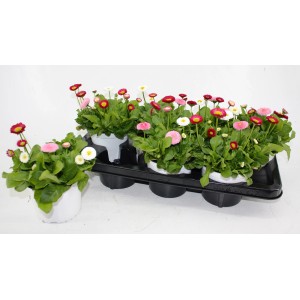 Dreifarbiges Gänseblümchen (Bellis perennis) im Topf mit verschiedenen Blütenfarben.