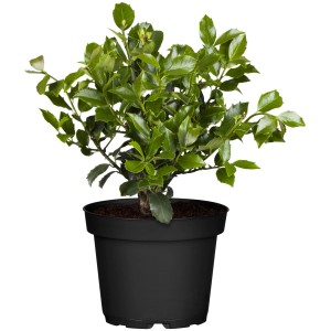 GROW by OBI Stechpalme "Blue Prince" Höhe ca. 30-40 cm Topf ca.3l Ilex meserveae