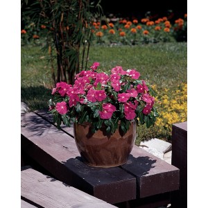 Catharanthe Hot Spot im Topf, verschiedene Farben. Stehpflanze für sonnigen Standort.