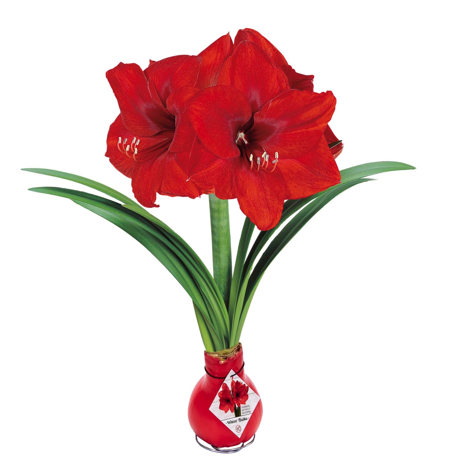 Blumenzwiebel WachsAmaryllis Rot kaufen bei OBI