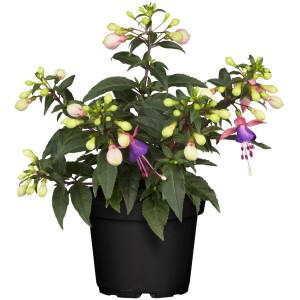 Fuchsie im Topf, ca. 30cm hoch, mit pink-lila Blüten und Knospen. Blühende Kübelpflanze.