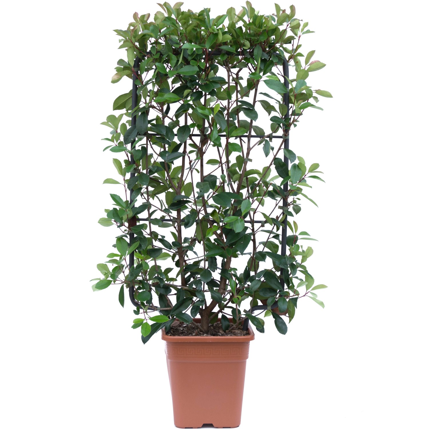 GROW by OBI Glanzmispel Carr Rouge Hhe ca. 90 cm Topf ca. 18 l kaufen bei  OBI