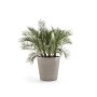 Ecopots Amsterdam Pflanztopf mit Rollen, Taupe, Ø 100 cm, mit Dattelpalme.