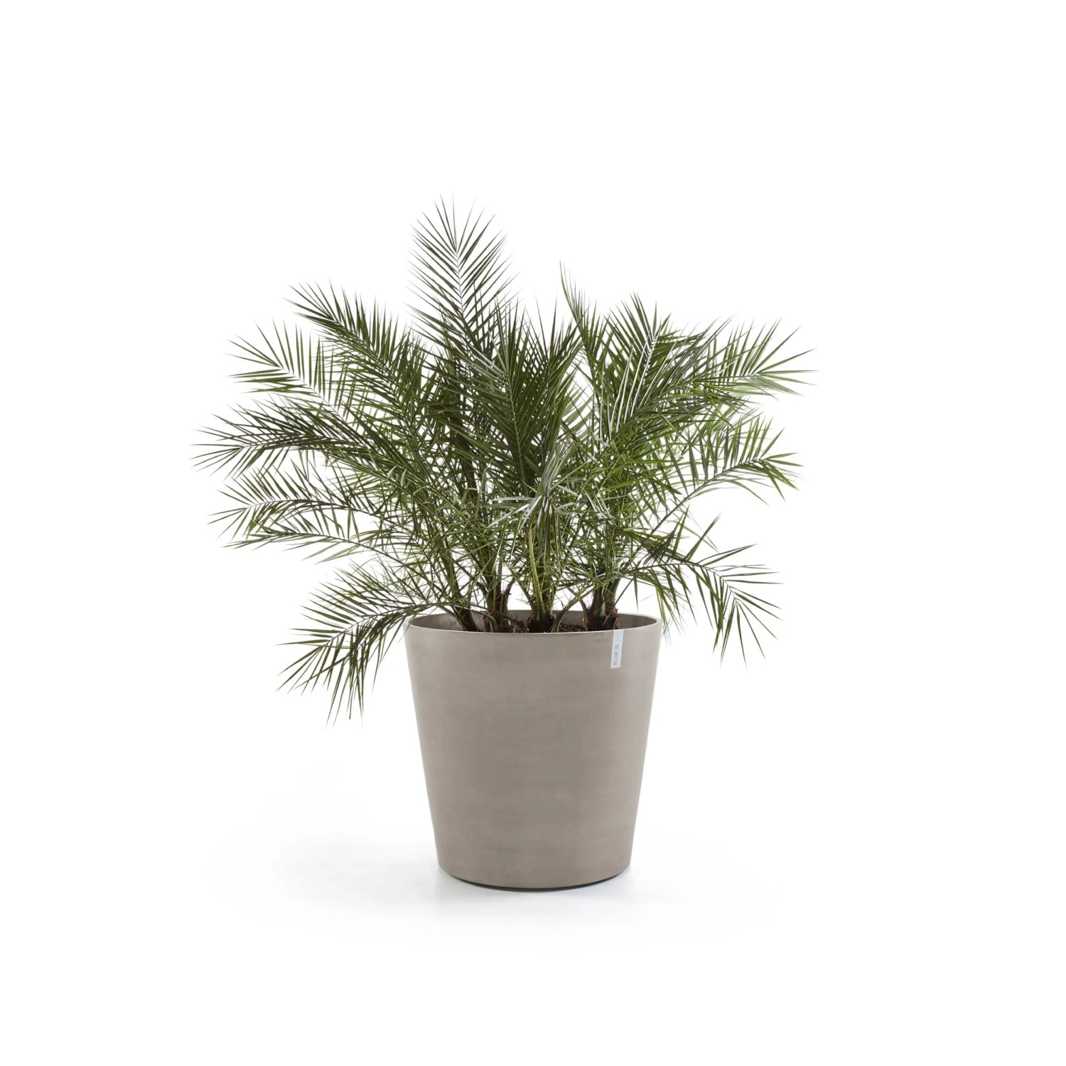 Ecopots Amsterdam Pflanztopf mit Rollen, Taupe, Ø 100 cm, mit Dattelpalme.