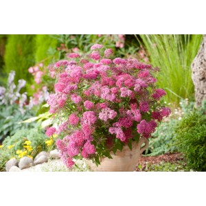 Sommer-Spiere 'Anthony Waterer' im Topf mit roten Blüten.