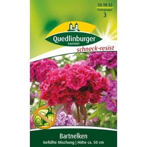 Quedlinburger Bartnelke, gefüllte Mischung, ideal für Bauerngärten und als Schnittblume.