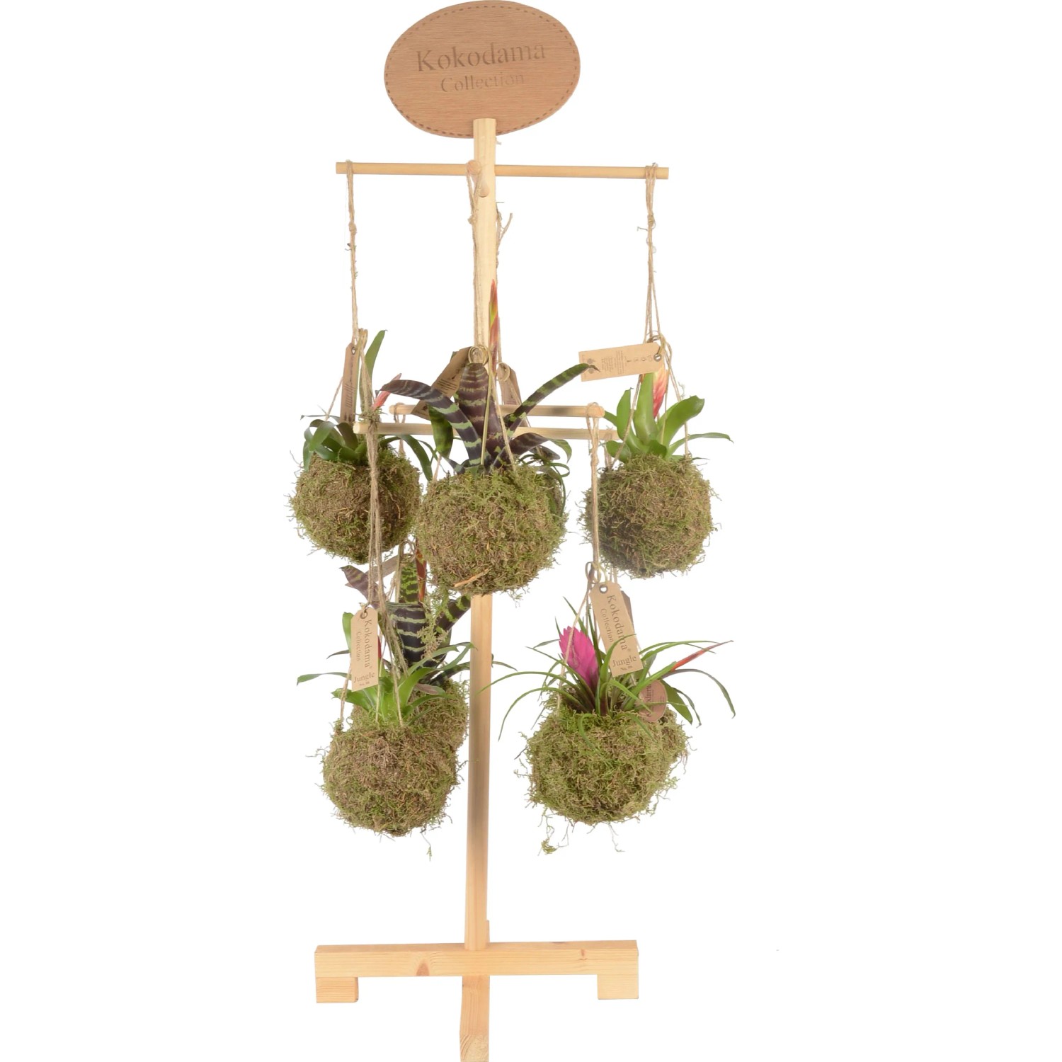 Bromelie verschiedene Sorten in Moos-Kokedama Topf- ca. 12 cm (Bromelia)  kaufen bei OBI