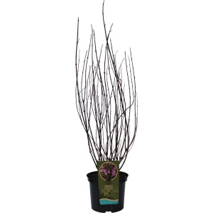 GROW by OBI Weigelie Victoria im Topf, purpurrote Blüten und braunrotes Laub.