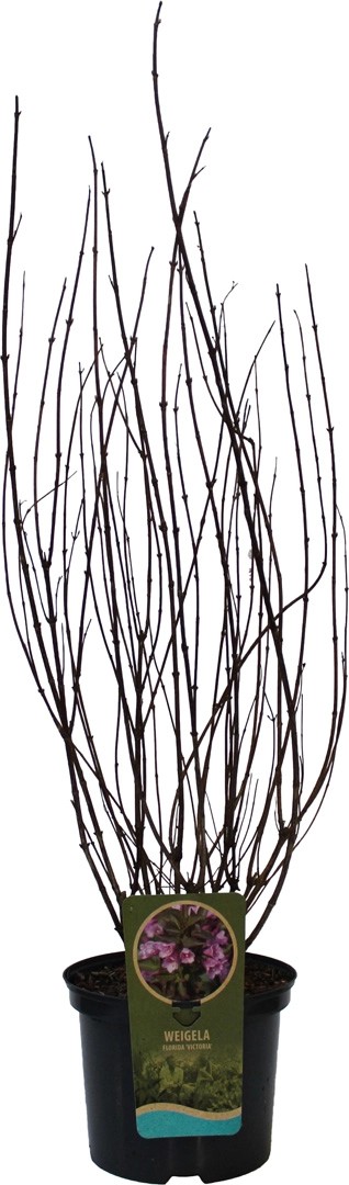 GROW by OBI Weigelie "Victoria" Höhe ca. 60 80 cm Topf ca. 7,5 l