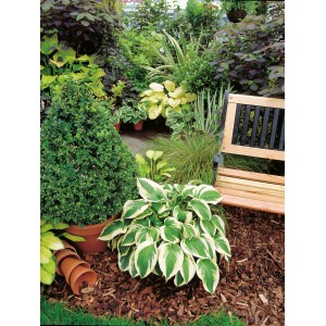 Funkie 'Hosta' mit weiß-bunten Blättern im Gartenbeet, Topf-Ø ca. 13 cm.